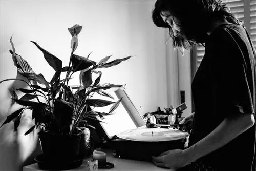 Ученые создали генетически модифицированное комнатное растение, очищающее воздух от канцерогенов