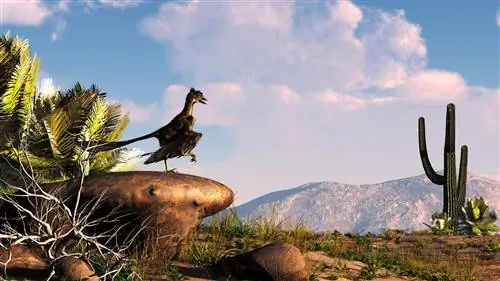 Известные окаменелости не являются перьями археоптерикса, в конце концов