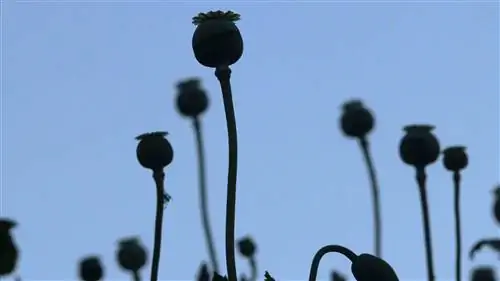 Поскольку число смертей от опиоидов стремительно растет, DEA душит альтернативные средства правовой защиты