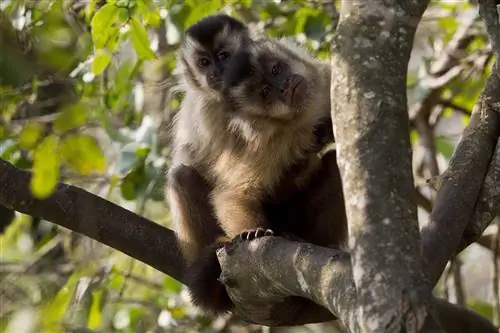 Обезьяны-капуцины усовершенствовали свои инструменты за 3000 лет