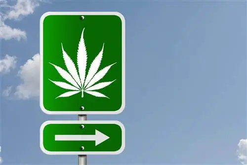 Вы слишком накурены, чтобы водить машину?