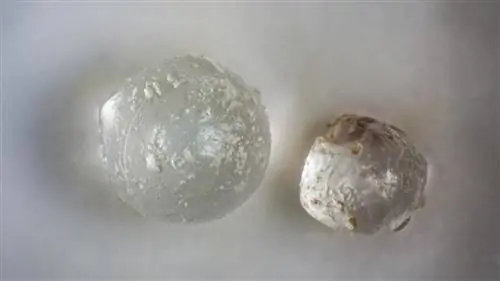 Обнаружены космические полупрозрачные «жемчужины» в окаменелых моллюсках Флориды