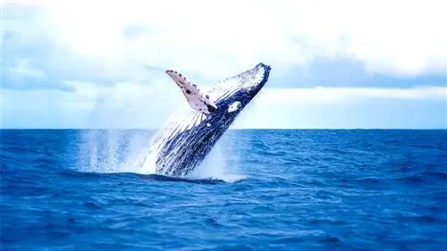 Песни китов указывают, где они были - где они родились