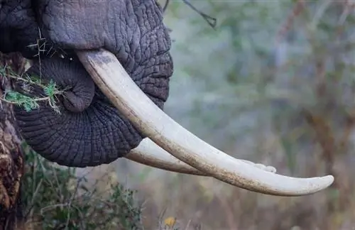 Власти внедряют новые технологии для борьбы с незаконной торговлей слоновой костью в Того