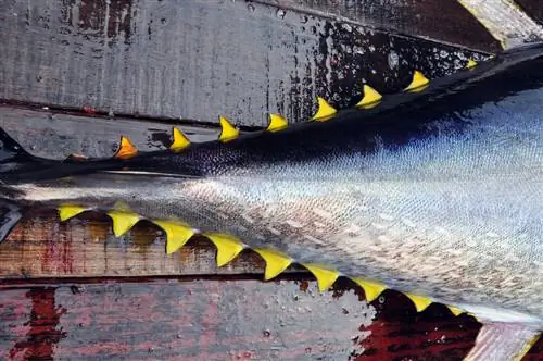 Как своенравный тунец помогает синоптикам предсказать Эль-Ниньо