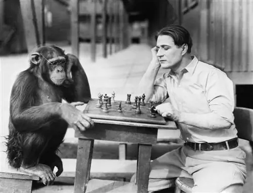 Являются ли шимпанзе лучшими стратегами, чем люди?