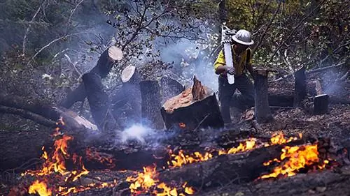 Поскольку Земля переживает 6-е массовое вымирание, люди «ходячие мертвецы»?