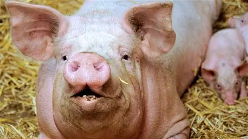 Психология церемоний инициации