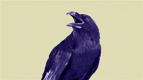 Ваша следующая пара пинцетов может быть вдохновлена вороньим клювом