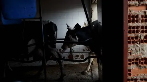 Употребление искусственного мяса может быть хуже для животных, чем промышленное выращивание