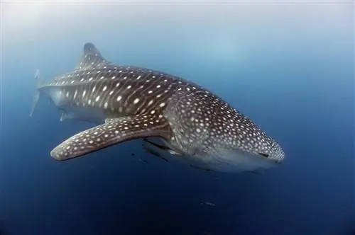 Испытания атомной бомбы помогли ученым установить дату рождения акул