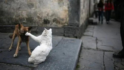 Древние кошки привели к вымиранию многих собак