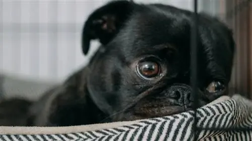 Готовим питомца к окончанию карантина