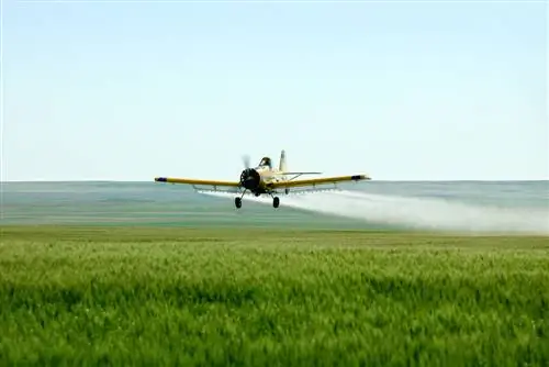 Помимо глютена: являются ли пестициды для пшеницы истинным виновником?