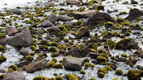 Загадка движущихся замшелых «ледниковых мышей»