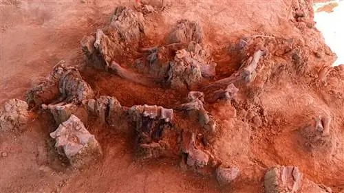 Кладбище мамонтов: 60 скелетов толстокожих обнаружены вместе в Мексике