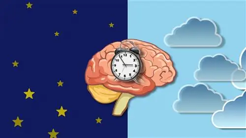 Циркадные ритмы: когда вы на когнитивном пике?