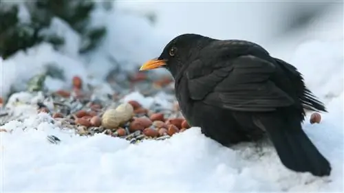 Как и люди, птицы умные покупатели