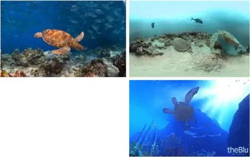 Image Image