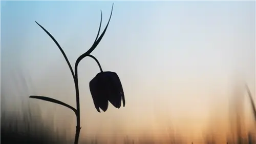 Китайское растение научилось прятаться от людей