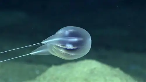 NOAA обнаружило новое красивое странное морское существо