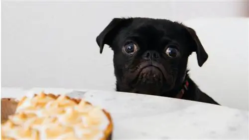 Собаки лучше переваривают человеческую пищу и меньше какают