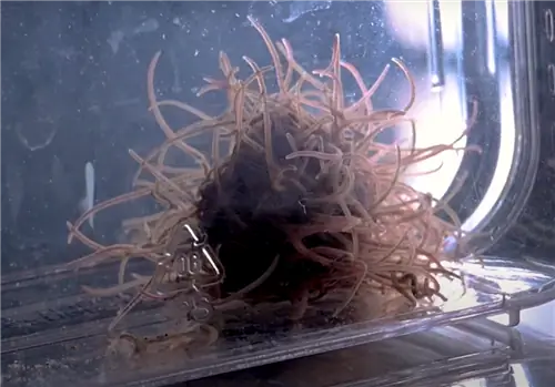 Ученые изучают движущиеся «капли» червей для создания роев роботов