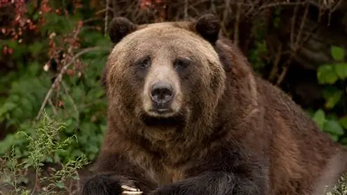 Йеллоустонские медведи гризли просыпаются рано