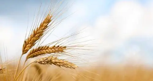 порода собаки