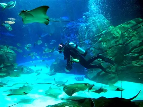 синий океан