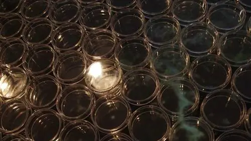 Маленькие летающие пауки могут летать вдоль электрического поля Земли