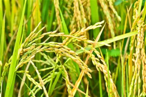 Новый фотосинтез для удовлетворения мирового спроса на продовольствие