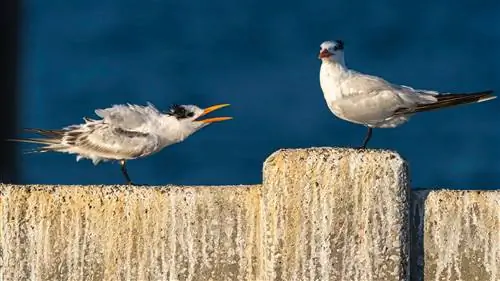Как и почему ссорятся американские пары