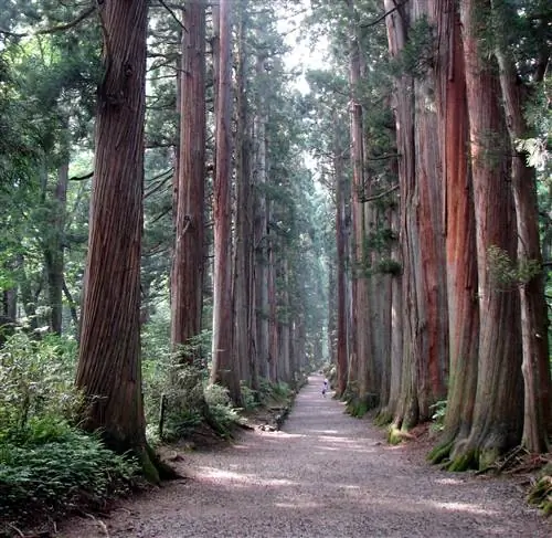 самые старые деревья