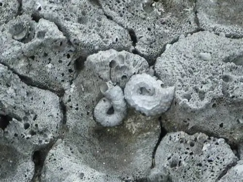 эволюционные деревья