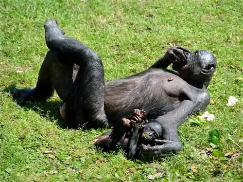 Психология контакта с инопланетянами: сможем ли мы с этим справиться?