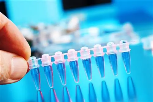 Верховный суд запрещает патенты на ДНК: как это повлияет на медицину?