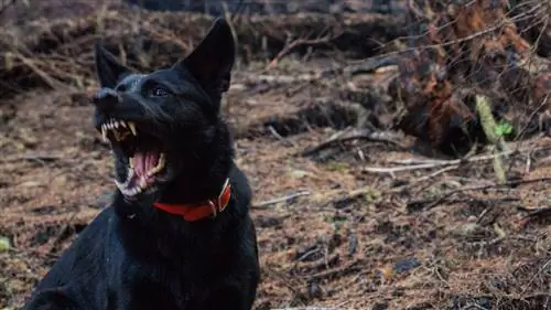 Как бешенство вдохновило вампиров, оборотней и других монстров