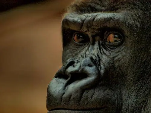 Почему бы нам не разместить космический телескоп на Луне?