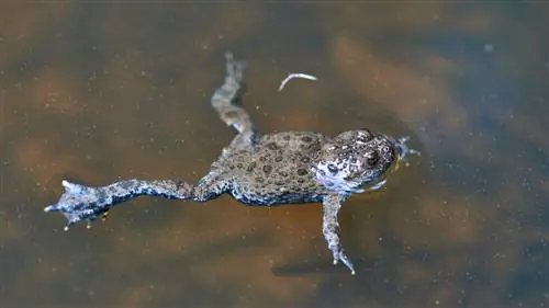 Новое лечение помогло лягушкам регенерировать ампутированные ноги