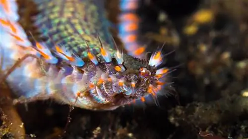 Встречайте червяка с металлической челюстью