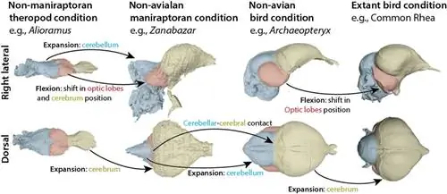 Возвращение в четверг: что такое переменная звезда?