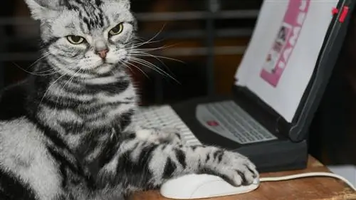 Пользователей Tor можно отследить по движениям мыши