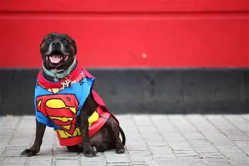 Собаки и другие животные могут быть более самосознательными, чем кажется на первый взгляд