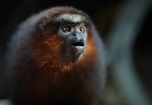 Цепь мозга ревности была обнаружена у обезьян. Вот что это значит для нас