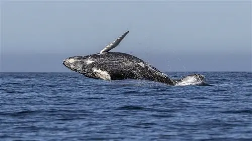 У горбатых китов в Антарктиде «бэби-бум»