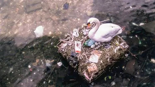 Исследование: деятельность человека вызывает рак у животных