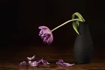 Новая книга о кальвинизме