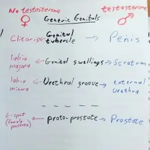 Гендерное освобождение