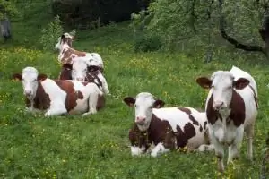 козырные христиане